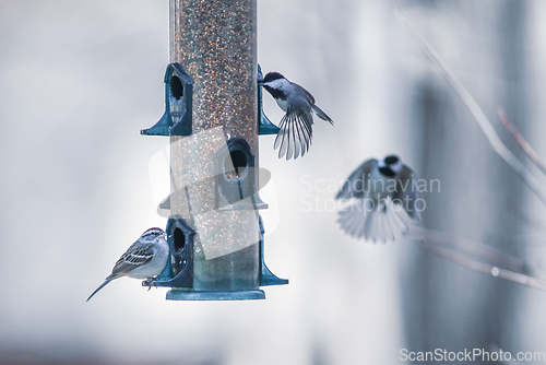 Image of birds feeding and playing at the feeder