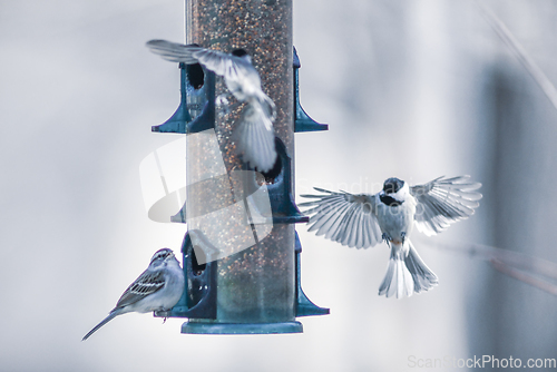 Image of birds feeding and playing at the feeder