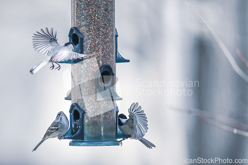 Image of birds feeding and playing at the feeder