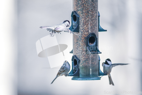 Image of birds feeding and playing at the feeder