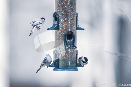 Image of birds feeding and playing at the feeder