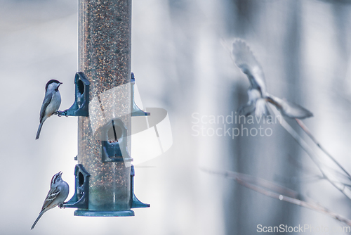 Image of birds feeding and playing at the feeder