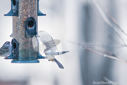 Image of birds feeding and playing at the feeder