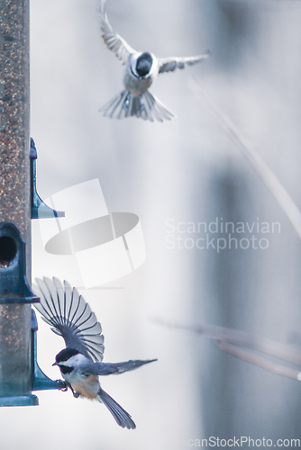 Image of birds feeding and playing at the feeder