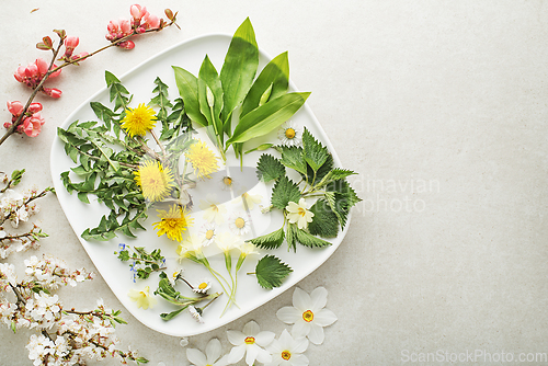 Image of Spring plants