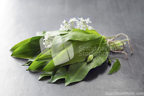 Image of Wild garlic ramson 