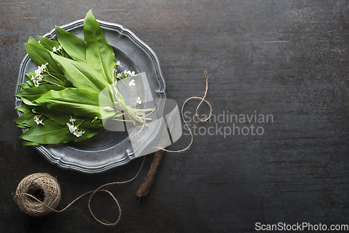 Image of Wild garlic ramson