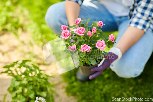 Image of woman planting rose flowers at summer garden