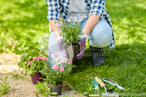 Image of woman planting rose flowers at summer garden