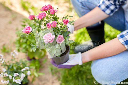 Image of woman planting rose flowers at summer garden