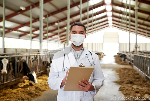 Image of veterinarian in mask with cows on dairy farm