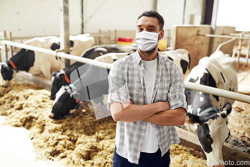 Image of male farmer in mask with cows on dairy farm