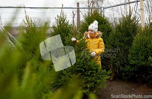 Image of little girl choosing christmas tree at market