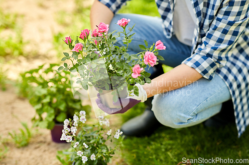 Image of woman planting rose flowers at summer garden