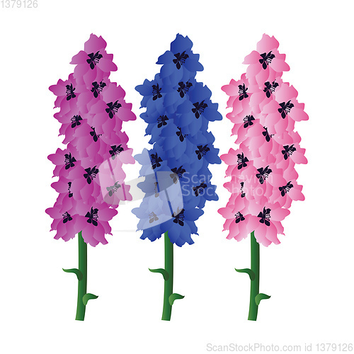 Image of Vector illustration of violet blue and pink delphinium  flowers 