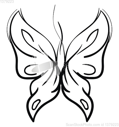 Image of Butterfly sketch 