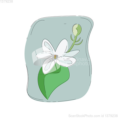 Image of Portrait of a fragrant white jasmine flower vector or color illu
