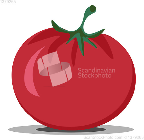 Image of Clipart of the red tomato/Solanum lycopersicum, vector or color 