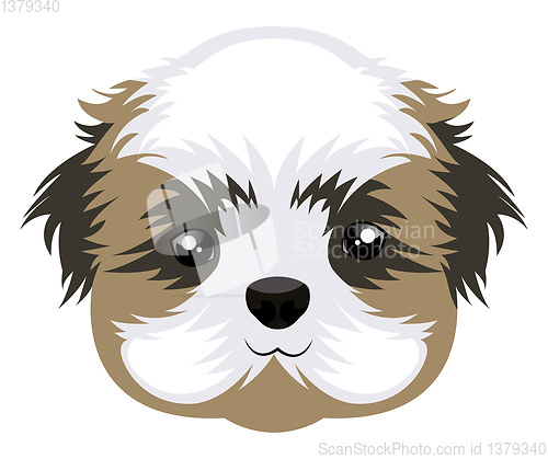 Image of Shih Tzu illustration vector on white background