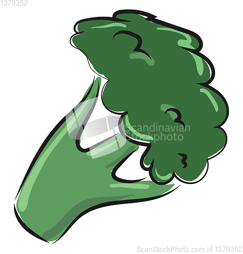 Image of Image of broccoli - broccoli, vector or color illustration.