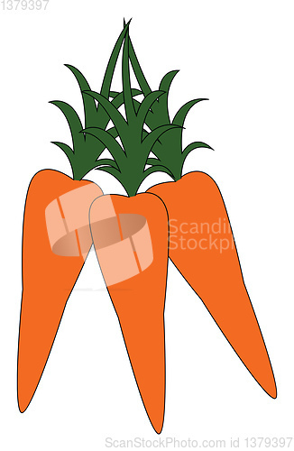 Image of Bunch of carrots vector or color illustration
