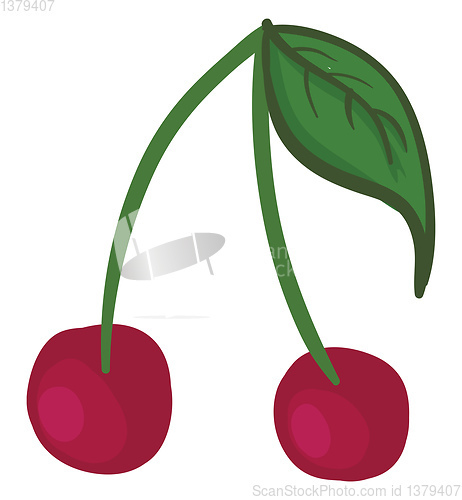 Image of A pair of red cherries vector or color illustration