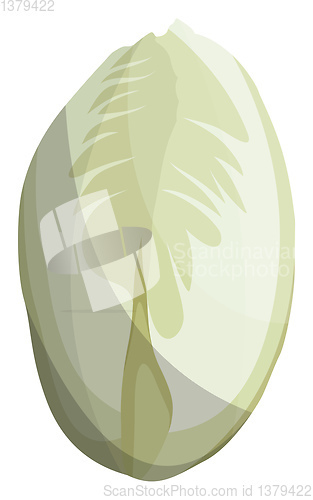 Image of White witloof vector illustration of vegetables on white backgro