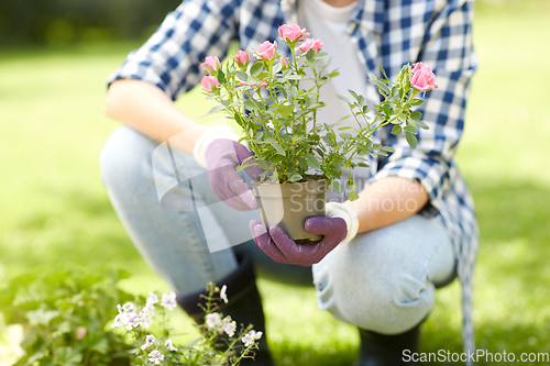 Image of woman planting rose flowers at summer garden