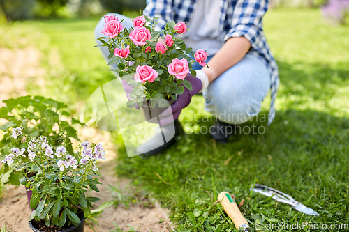 Image of woman planting rose flowers at summer garden