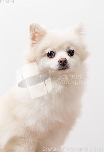 Image of Pomeranian portrait