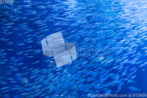 Image of Aquarium