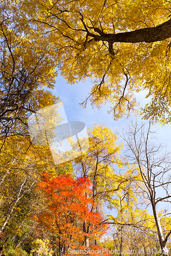 Image of Colorful tree branches in sunny forest