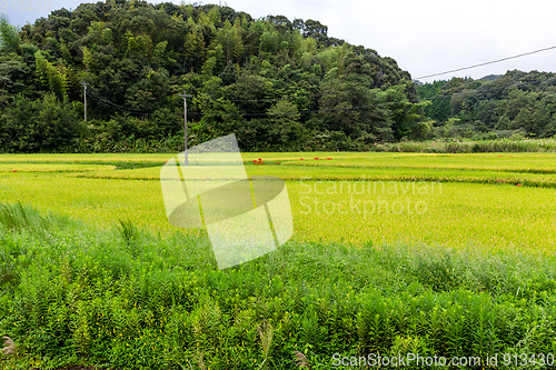 Image of Rice field