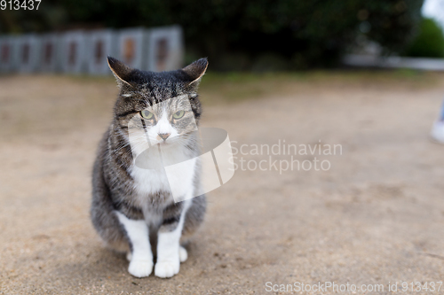 Image of Street cat