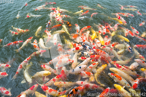 Image of Feeding Koi fish