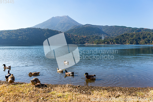 Image of Mount Kirishima with lake and duck