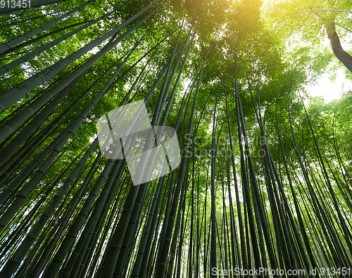 Image of Bamboo forest