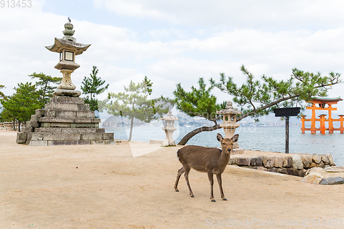Image of Miyajima gate and deer