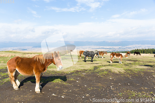 Image of Horse on farm