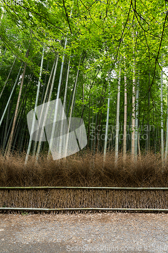 Image of Green Bamboo forest 