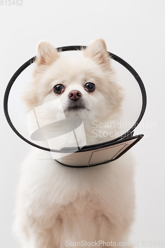 Image of White Pomeranian with protective collar