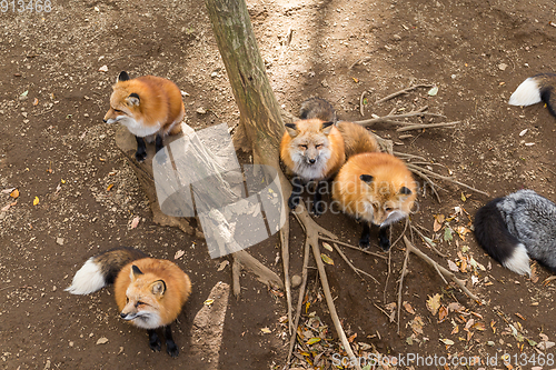 Image of Many fox together