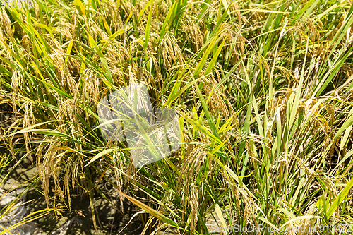 Image of Rice field