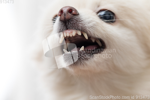 Image of White Pomeranian showing teeth