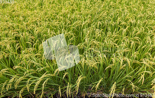 Image of Green Rice field