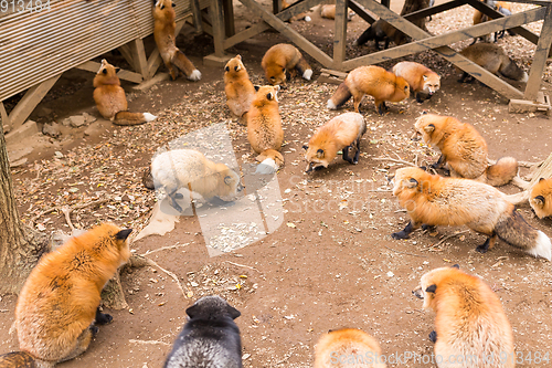 Image of Fox eating at outdoor