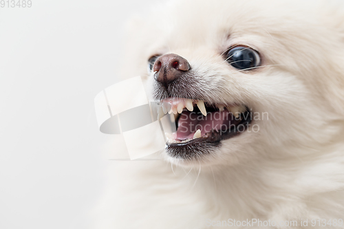 Image of White pomeranian dog getting angry
