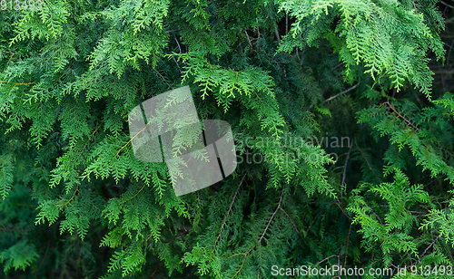 Image of Green trees