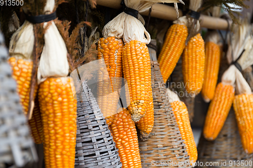 Image of Sweetcorn hung up for drying