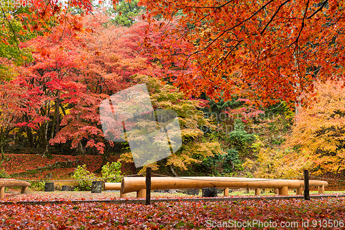 Image of Red Maple tree in Japanese temple